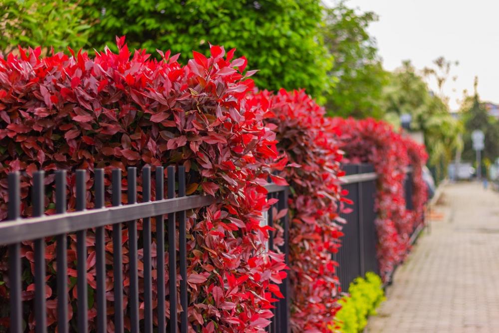 Photinia Busch