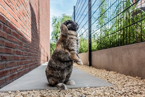 4 tips dieren helpen overwinteren in jouw tuin