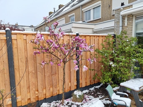 Planten beschermen in de winter