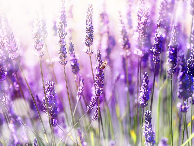 3 x de lente aftrappen met: lavendel!