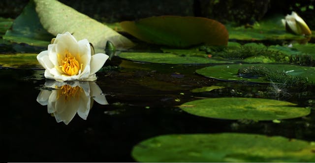 Waarom een natuurlijke vijver in je tuin een top idee is  