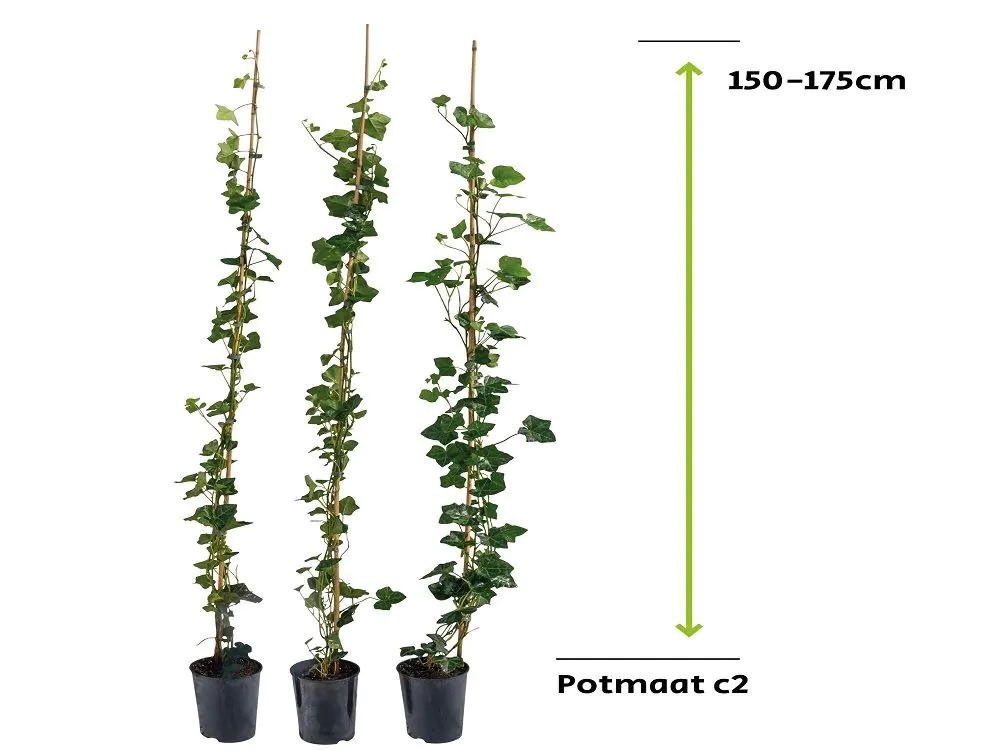 Hedera