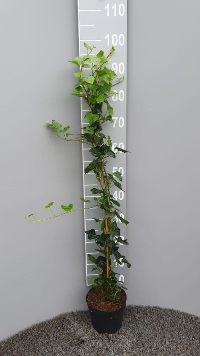Hedera - Hekwerkonline