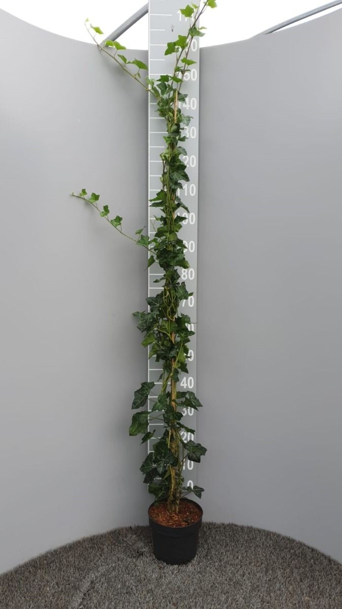 Hedera - Hekwerkonline