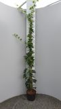 Hedera Hibernica - Klimop 125 - 150 cm -  Volle plant