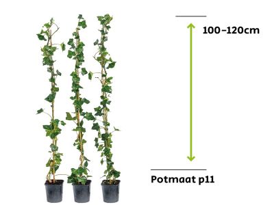 Hedera Hibernica - Klimop 100 - 120cm