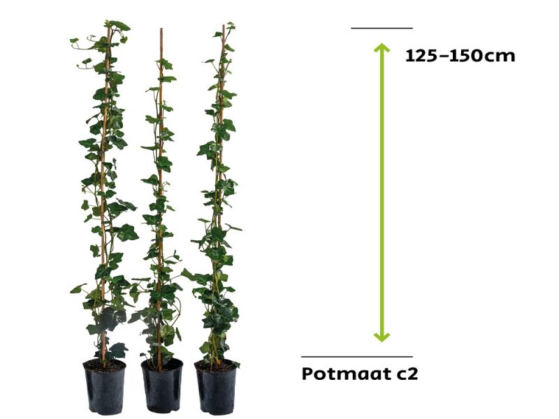 Hedera Hibernica - Klimop 125 - 150cm