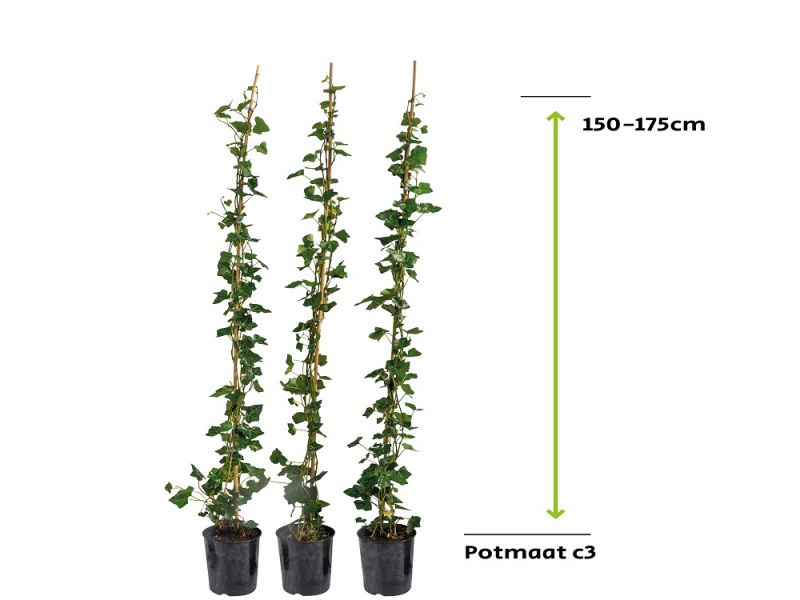 Hedera Hibernica - Klimop 150 - 175 cm - 3L