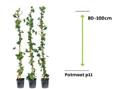 Hedera Hibernica - Klimop 80 - 100 cm