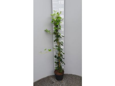 Hedera Hibernica - Klimop 80 - 100 cm - Volle plant