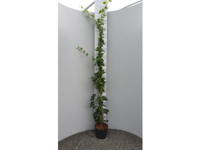 Hedera Hibernica - Klimop 125 - 150 cm - Volle plant