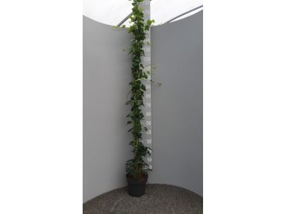 Hedera Hibernica - Klimop 150 - 175 cm -  Volle plant