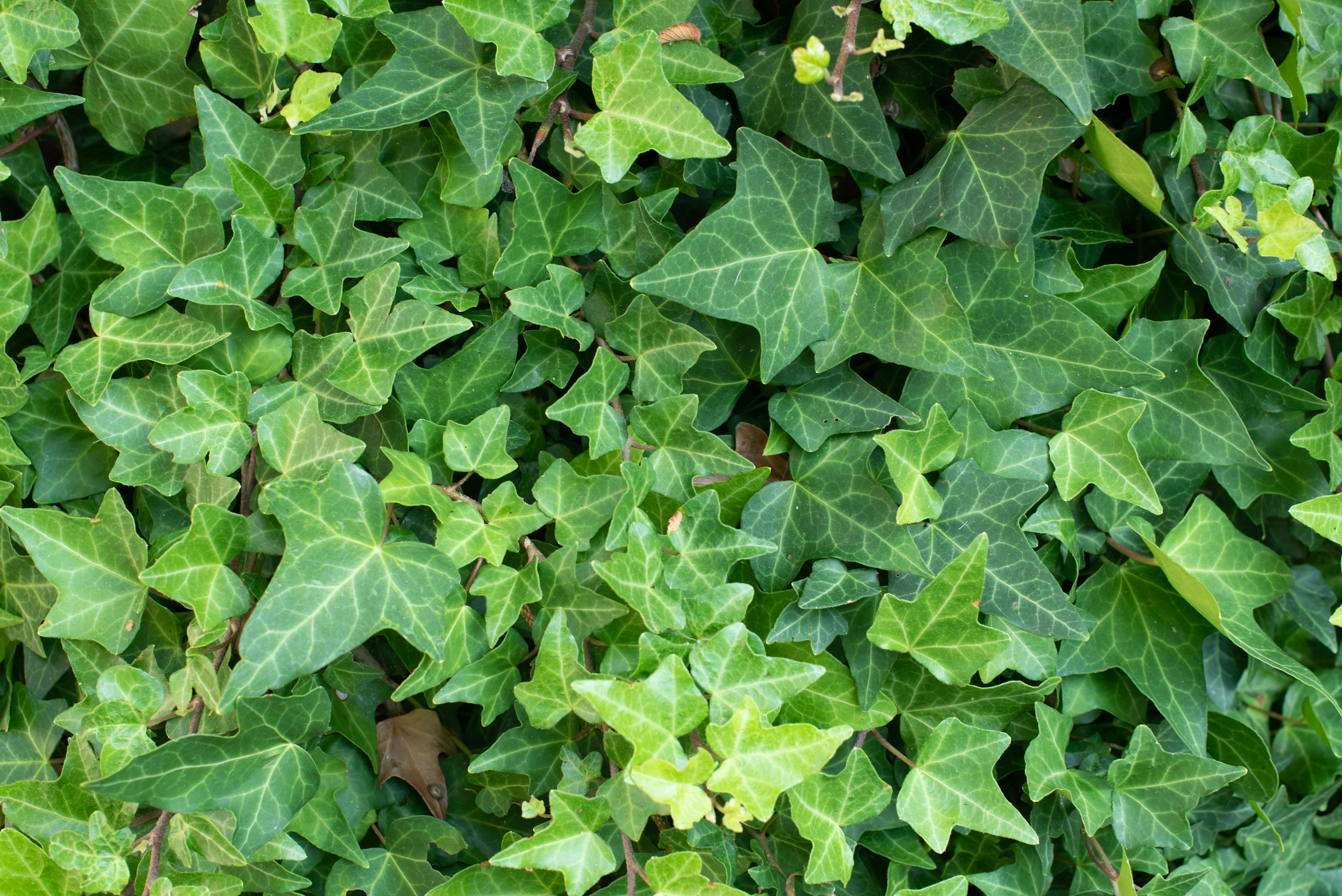 Hedera